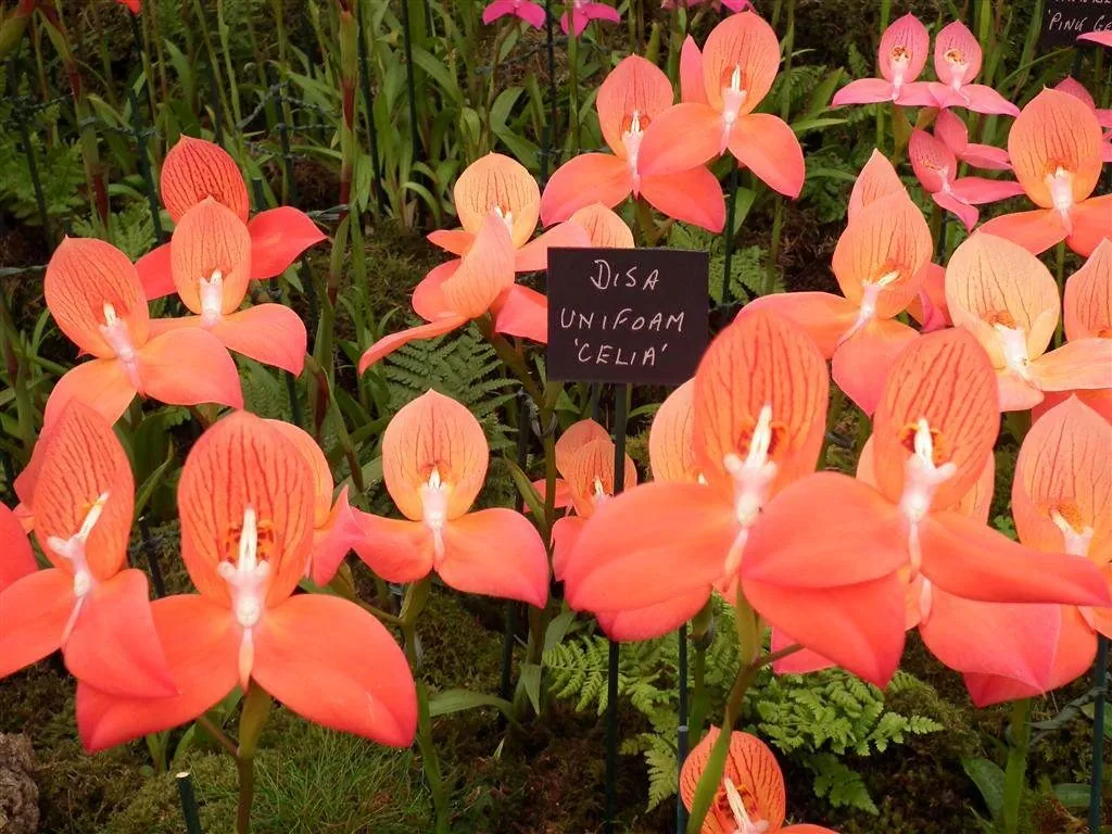 Floral marquee in the long water area 19